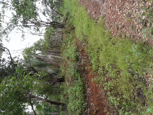 Foto 1 - Lotes de terreno a venda em nazaria