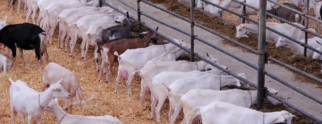 Foto 1 - Excelente qualidade leiteira cabras e ovelhas